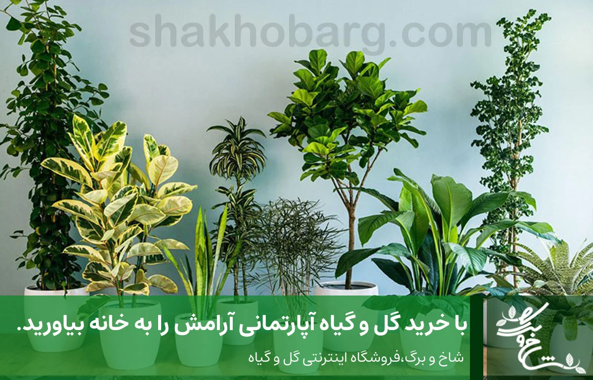 خرید گل و گیاه آپارتمانی