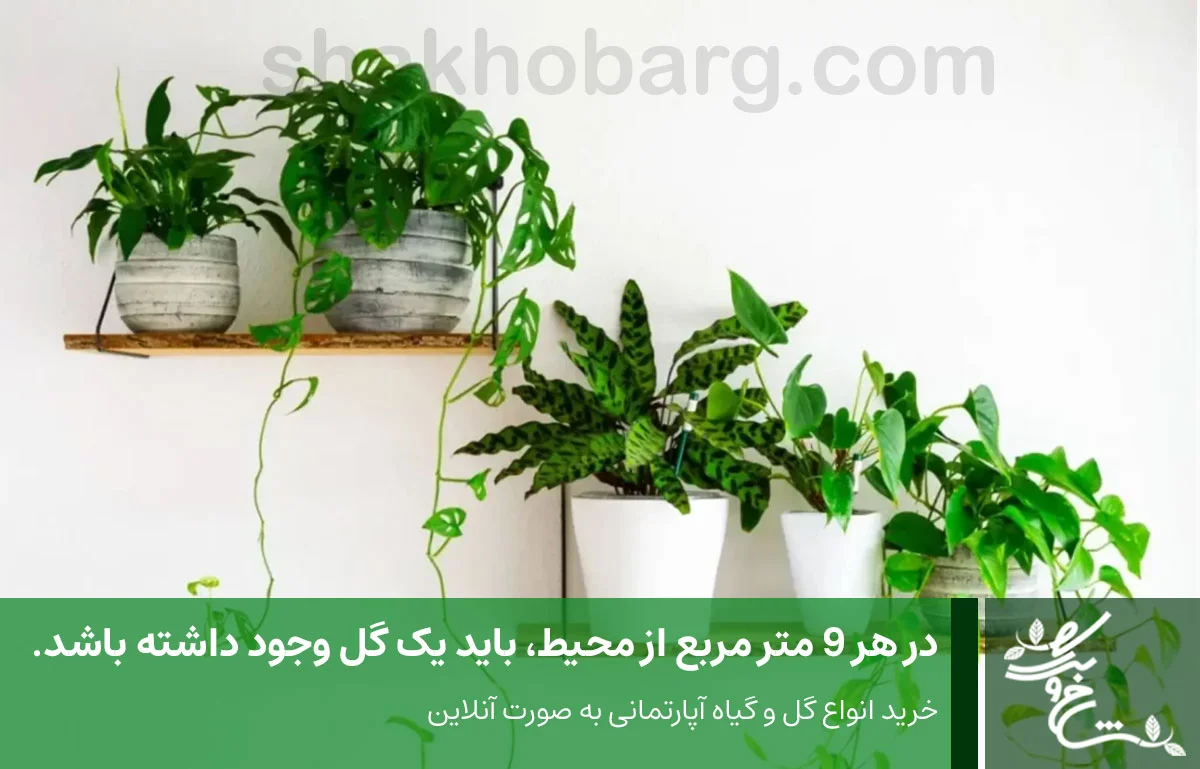 گل و گیاه آپارتمانی از واجبات هر محیط