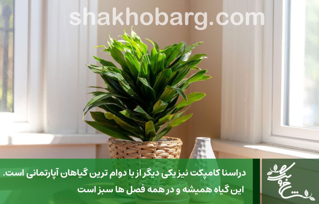 دراسنا کامپکت یکی از بادوام ترین گیاهان آپارتمانی است