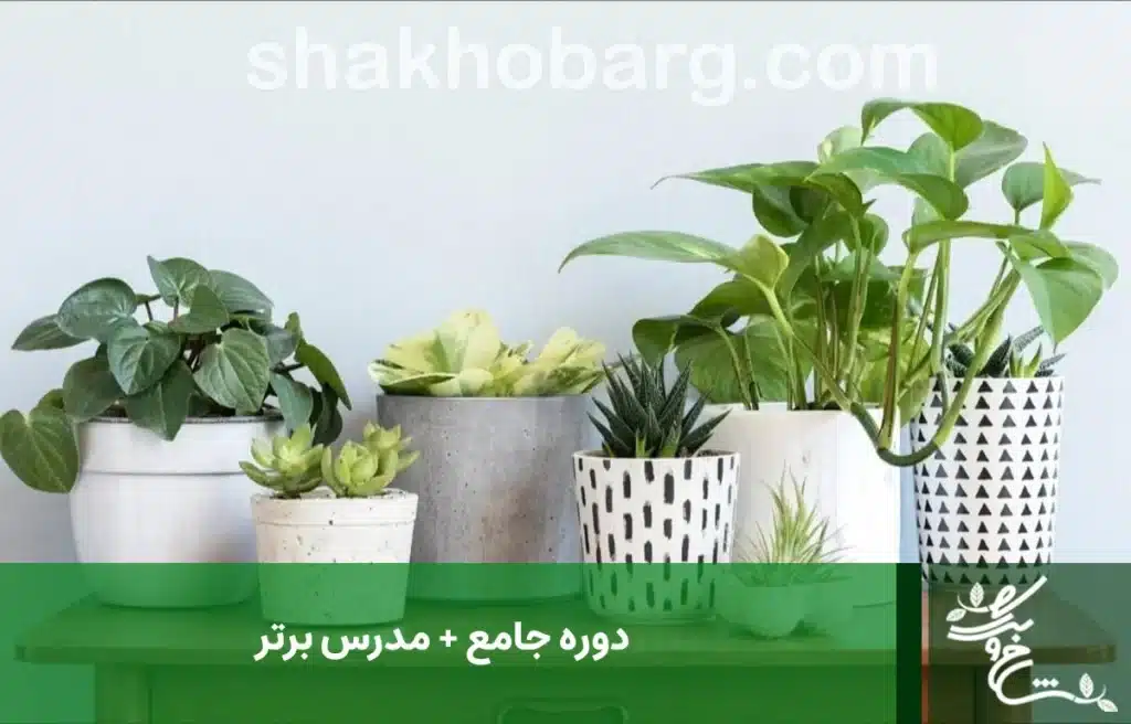 دوره جامع و برتر کاشت گیاه آپارتمانی