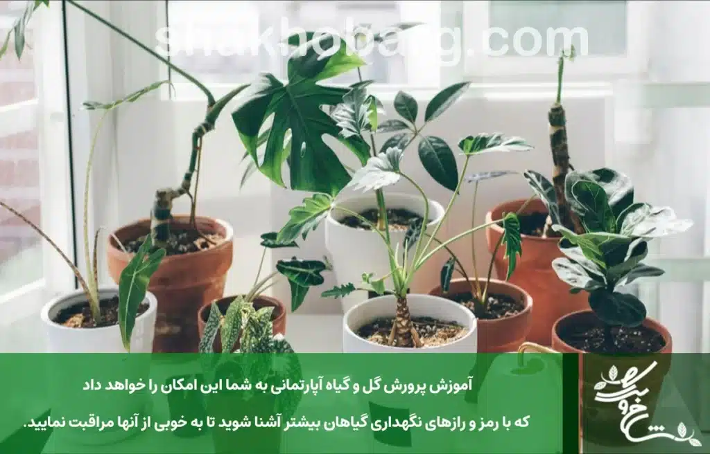 آموزش کاشت و پرورش گیاهان آپارتمانی