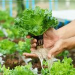 بهترین کود برای گیاهان