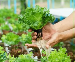 بهترین کود برای گیاهان