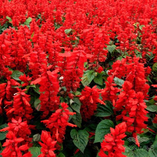 salvia-holand