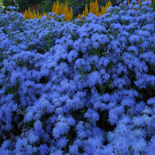 بذر گل ابری آبی