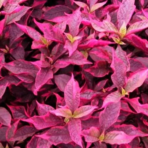 بذر گل اشلانتوس قرمز