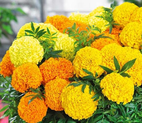 بذر گل جعفری گل درشت پایه کوتاه